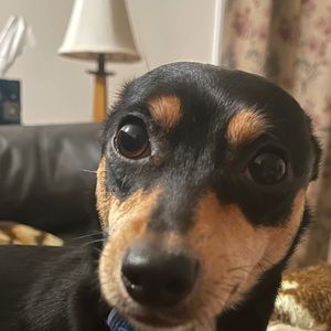 Meet your Posher, Lizzie